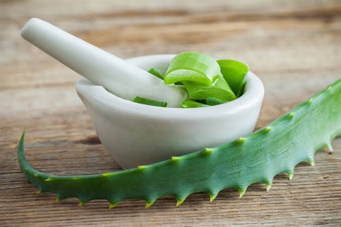 Aloe vera, planta habitual en infusiones y preparados